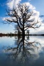 Tree in flooded field