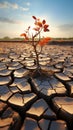 Tree flourishes on cracked ground, signifying water shortage due to climate change