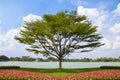 Tree and flower bed with blue sky background Royalty Free Stock Photo