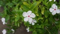 tree, flower, flower, nature, green Floral WhitePhoto: Maco