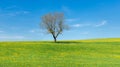 Tree on flower meadow, blue sky and white clouds Royalty Free Stock Photo