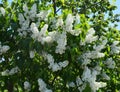 Tree, flower, spring, flowers, white, blossom, green, nature, plant, garden, branch, leaf, blooming, apple, bloom, cherry, beauty, Royalty Free Stock Photo