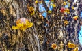 Tree with flower on trunk tropical in Puerto Escondido Mexico