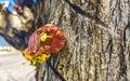 Tree with flower on trunk tropical in Puerto Escondido Mexico