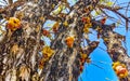 Tree with flower on trunk tropical in Puerto Escondido Mexico