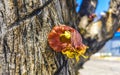 Tree with flower on trunk tropical in Puerto Escondido Mexico