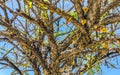 Tree with flower on trunk tropical in Puerto Escondido Mexico