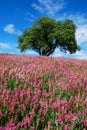 Tree and flowers Royalty Free Stock Photo