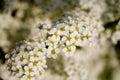 Tree flowers Royalty Free Stock Photo