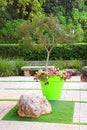 Tree and flowers in big pot in Park Ramat Hanadiv, Memorial Gardens of Baron Edmond de Rothschild, Zichron Yaakov, Israel Royalty Free Stock Photo