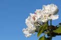 Tree flowers blue sky