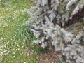 Tree and the flowers on the grass daisies nature green Royalty Free Stock Photo