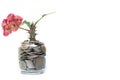 Tree with flowers growing on glass piggy bank from pile of coins with white background, Money stack for business planning investme Royalty Free Stock Photo