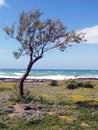 Tree, flowers and sea