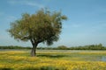 Tree in flowery field, springtime