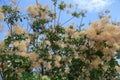 Tree with fluffy brown blossom, Common name: Smoke treeall color is highly variable, but at its best produces attractive shades of