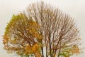 Tree with flying leaves on a background of gray autumn sky Royalty Free Stock Photo