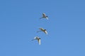 Tree flying swans on a blue sky Royalty Free Stock Photo