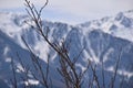 Tree in focus with mountains in the background Royalty Free Stock Photo