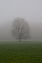 Tree at fog