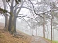 Tree in a fog along a walking path at Kalemegdan park in Belgrade Royalty Free Stock Photo