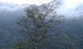 A tree in foggy cloudy weather in hill stations