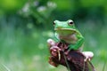 Tree fog, frogs, white lipped frog, litoria infrafrenata Royalty Free Stock Photo