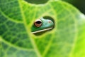 Tree fog, frogs, white lipped frog, litoria infrafrenata Royalty Free Stock Photo