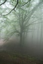 Fog tree faito Royalty Free Stock Photo