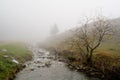 Tree in a fog in Steg