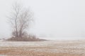 Tree in the fog on a winter beach