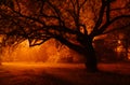 tree on a foggy golden night