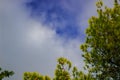 Tree foliage and branches spring time plant on fluffy clouds sky view background