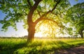 Tree foliage in morning light Royalty Free Stock Photo