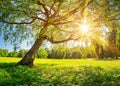 Tree foliage in morning light Royalty Free Stock Photo