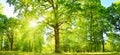 Tree foliage in morning light