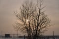 A tree without foliage. Winter sun. Winter landscape. Russia. Siberia. Royalty Free Stock Photo