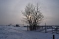 A tree without foliage. Winter sun. Winter landscape. Russia. Siberia. Royalty Free Stock Photo