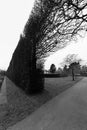 Tree, footpath, bush fence, Royal Botanic Garden, Edinburgh, Scotland- monochromatic Royalty Free Stock Photo