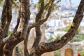 Tree in the foreground. acropolis park