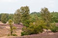 Tree in foreground with blooming heath and birches and conifers in background at day. Royalty Free Stock Photo