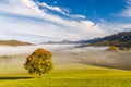 A tree in the foreground of a foggy autumn landscape Royalty Free Stock Photo