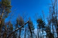 A tree in the forest that broke. A broken tree in the woods. There is snow on the tree. Various trees and blue sky in the