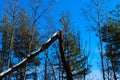 A tree in the forest that broke. A broken tree in the woods. There is snow on the tree. Various trees and blue sky in the