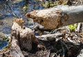 A tree in a forest felled by beavers near a waterway Royalty Free Stock Photo