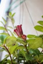 Natural plants in the hanging pots at balcony Royalty Free Stock Photo