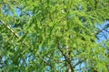 Tree Forest green Sunshine Leaves Larch larix decidua