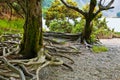 Tree in the forest, Killarney National Park, County Kerry Royalty Free Stock Photo