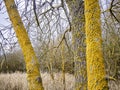 Tree forest lichens in cool yellow color.