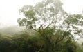 Tree in the Forest Mist